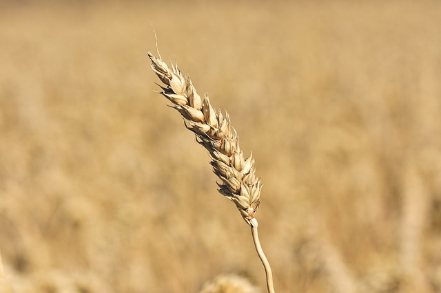 Jakie są najlepsze terminy aplikacji środków ochrony buraka cukrowego?